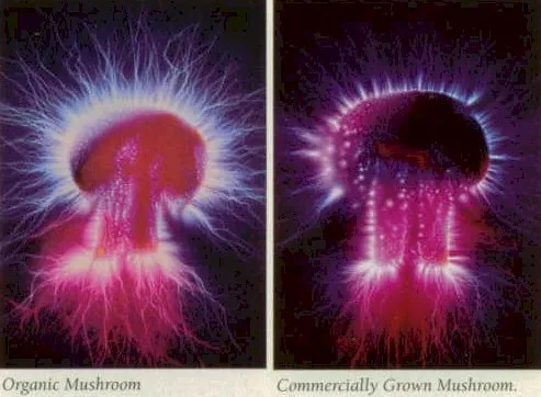 Energy-fields-around-mushroom-Kirlian-photography.jpeg