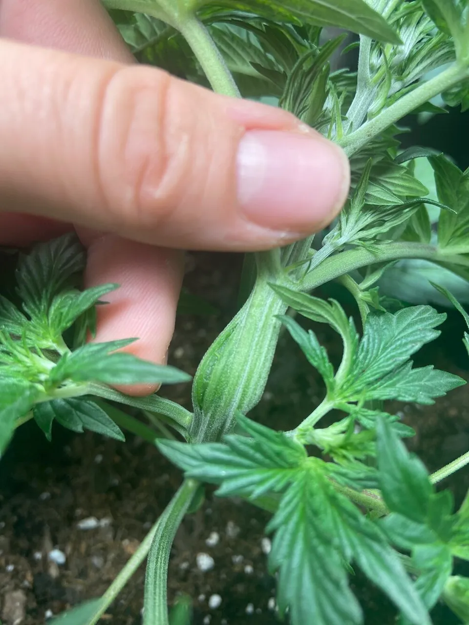 Super cropping cannabis