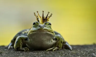 Froschkönig Gabriela Neumeier_pixelio.de.jpg