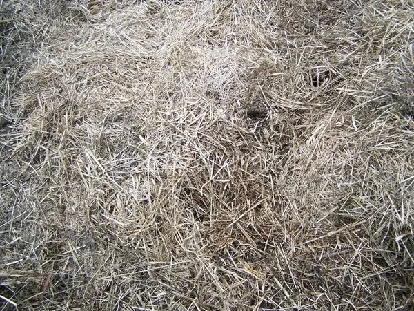 Hay - loose dry stuff crop May 2018.jpg