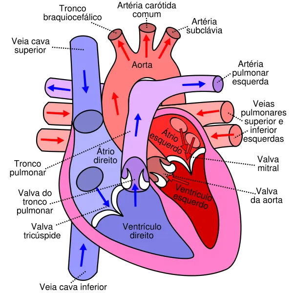 600px-Diagram_of_the_human_heart_(cropped)_pt.svg.png