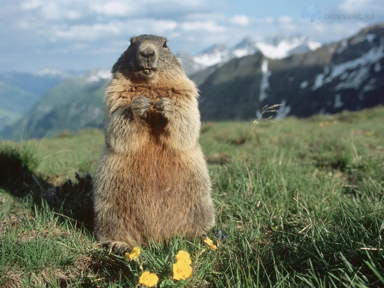 alpine-marmot--hohe-tauern-national-park--austria.jpg