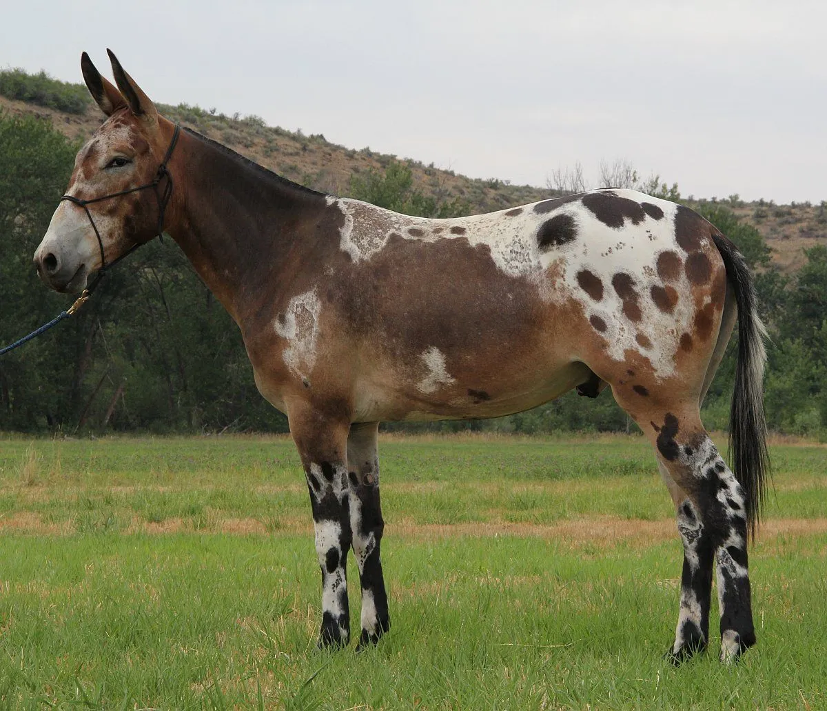 Male Donkey + Female Horse = Mule.jpg