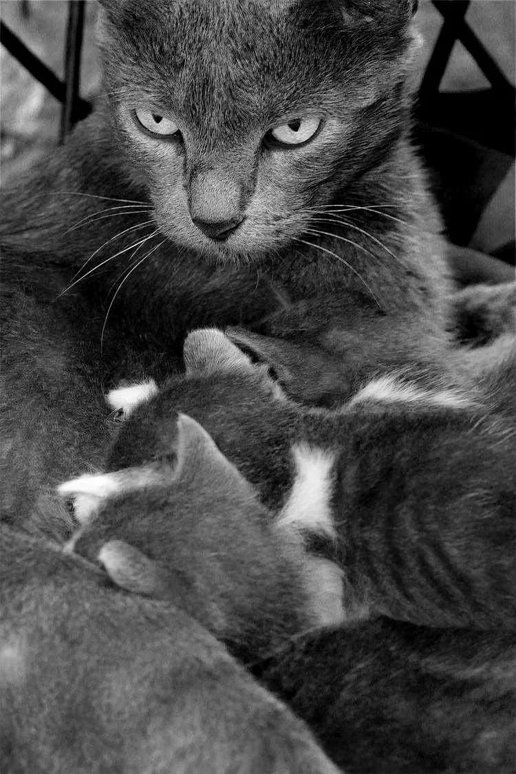 Fierce mother cat-IMG_3460-ps-cb-dark-steemit.jpg