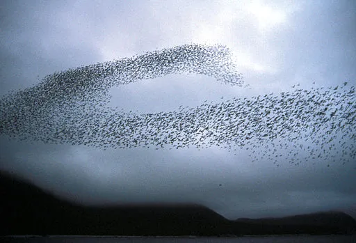 Auklet flock Shumagins 1986