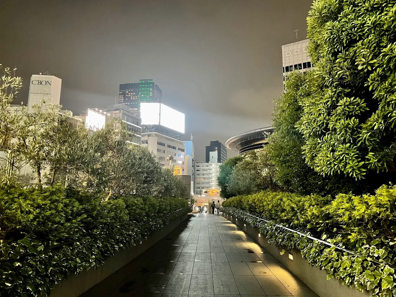 Walkway surrounded by plants