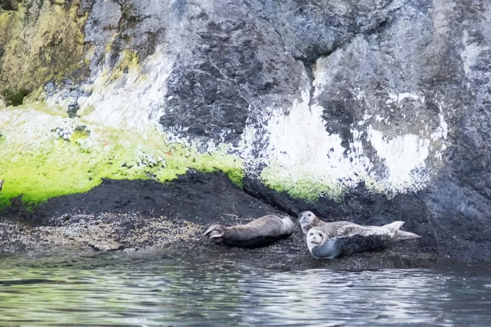 Harbor Seals San Juan Island