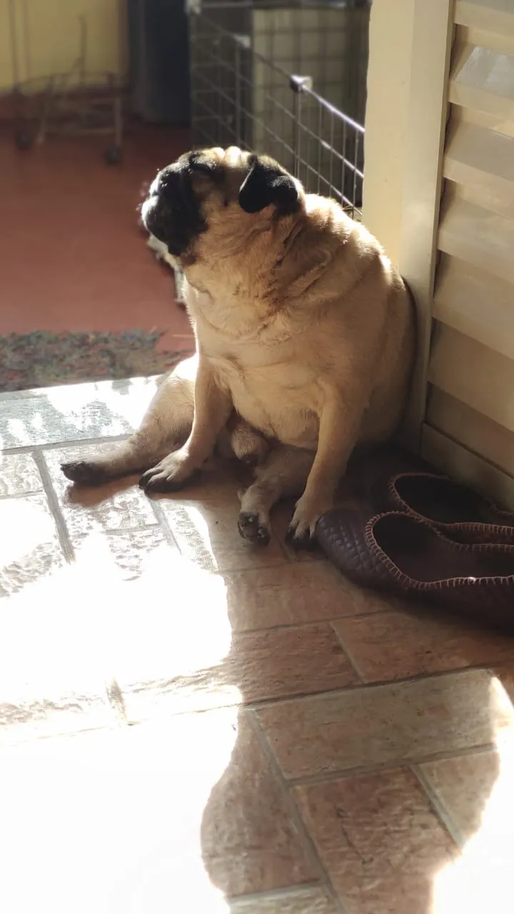 Animais tomando sol