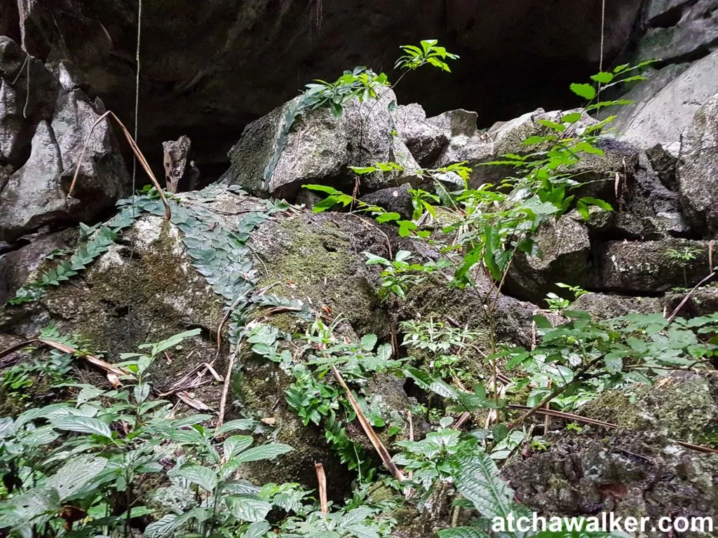 Jungle Trek - Taman Negara - Malaisie