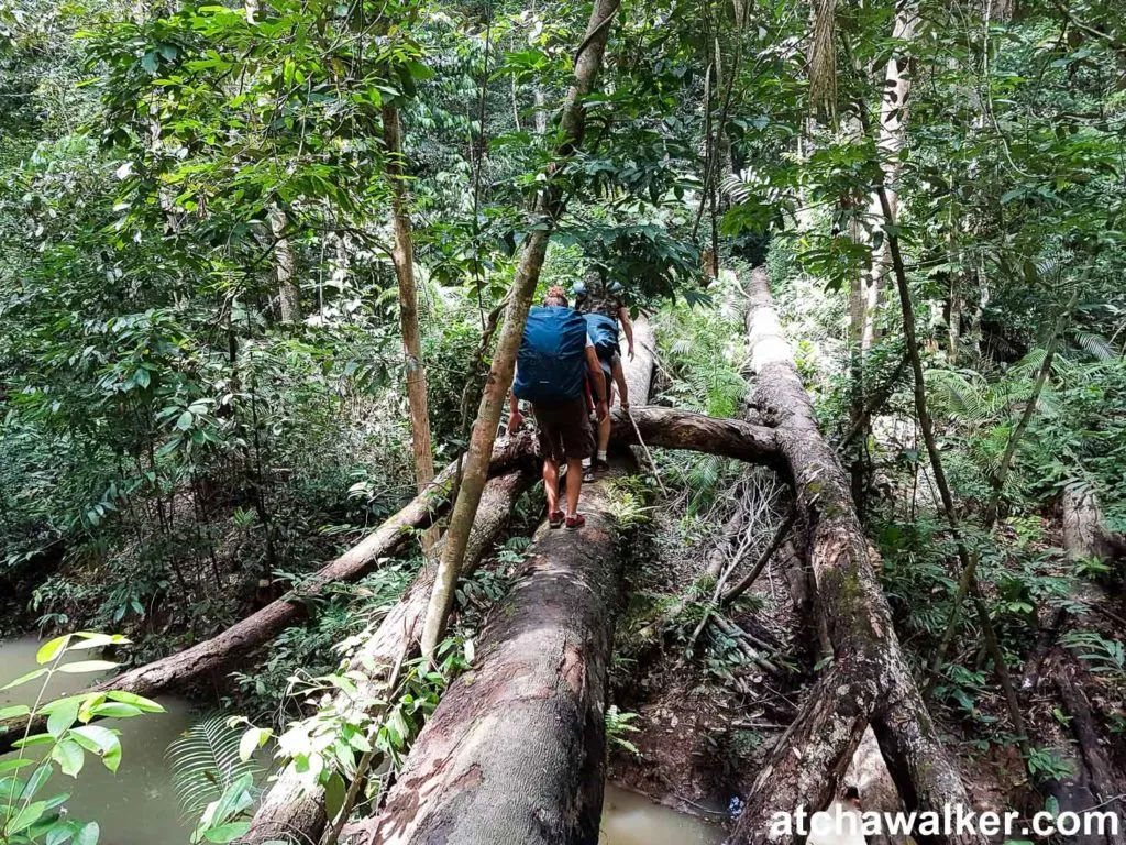 Easy, easy ! - Taman Negara - Malaisie