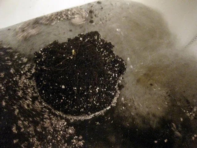 bath.jpg