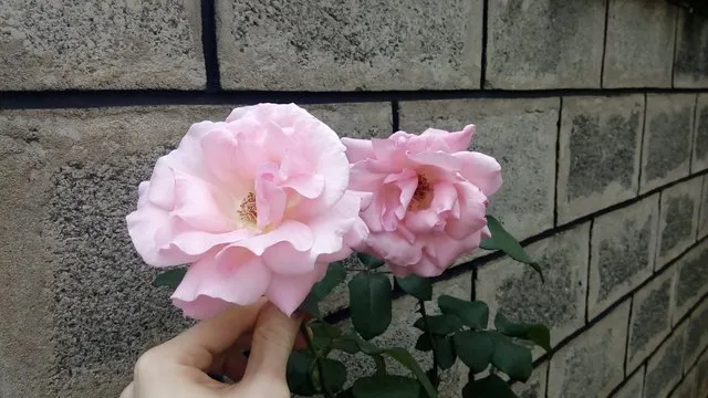 pic3.jpg