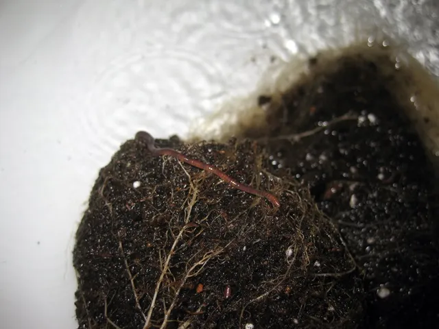 worm.JPG