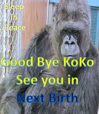 koko.jpg