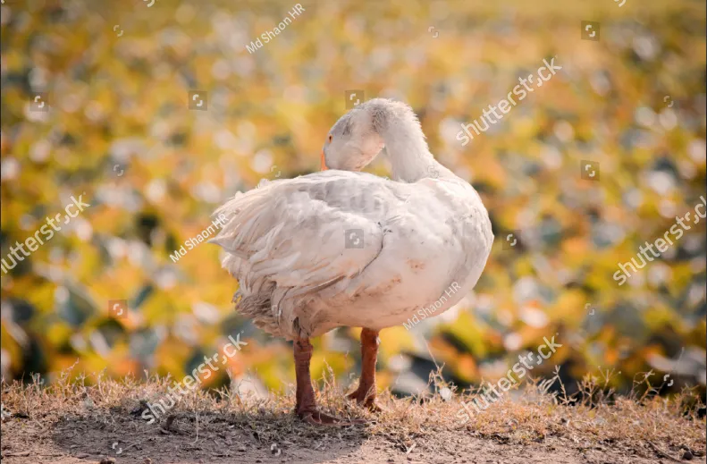 duck.PNG