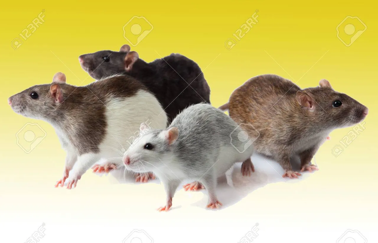 rats.jpg