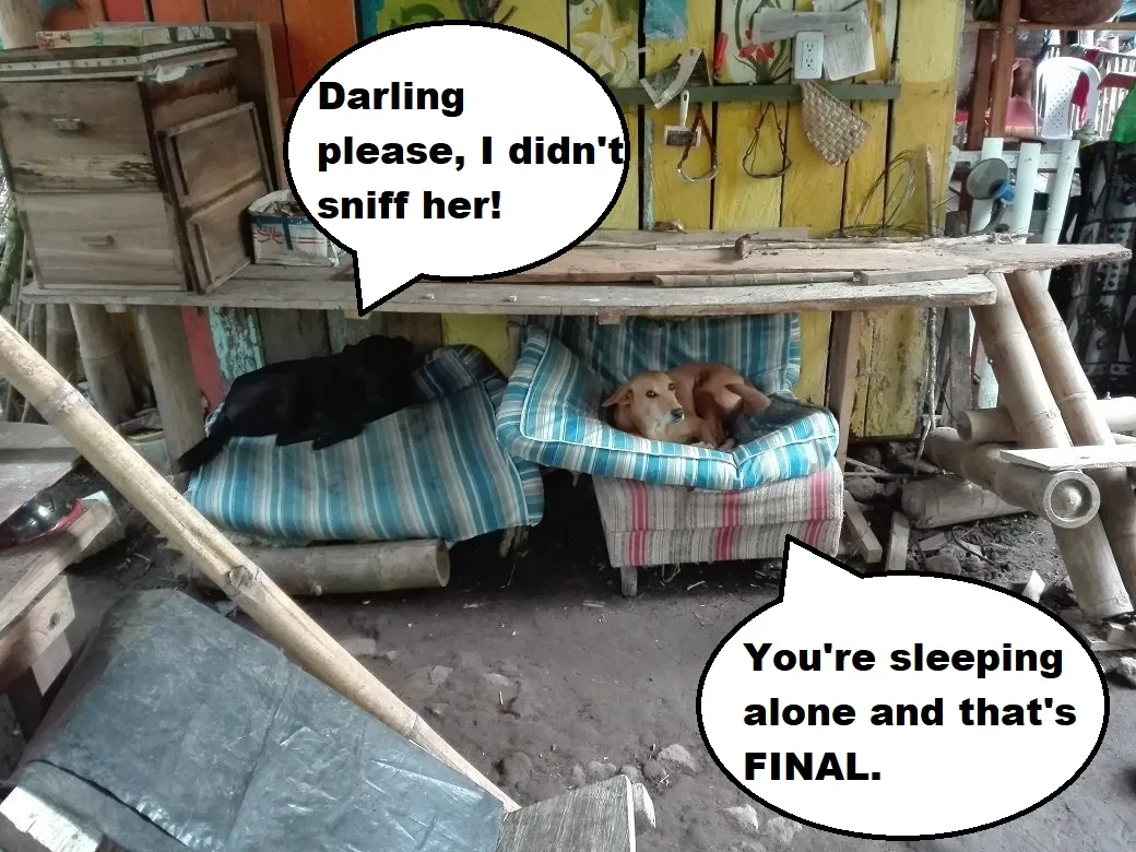 Dogs.jpg