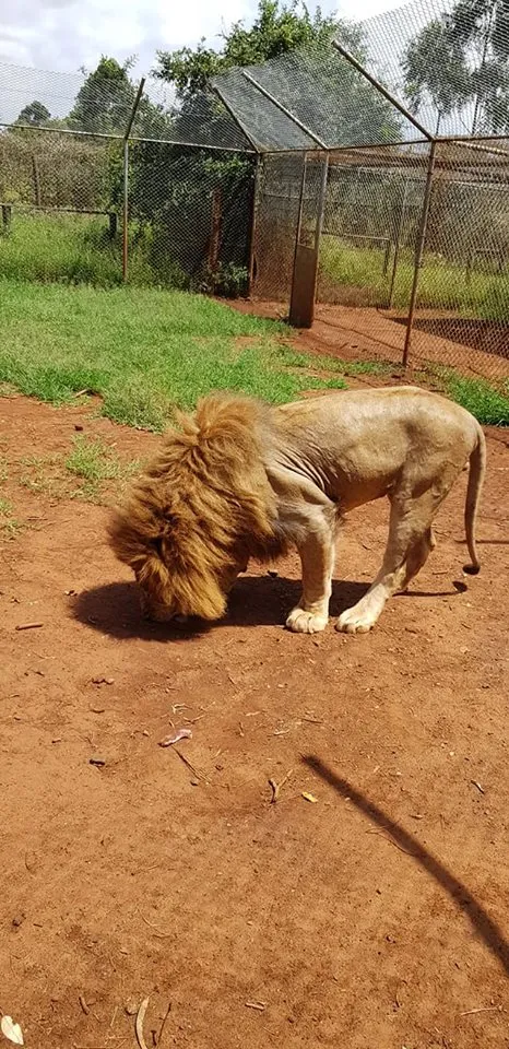 lion.jpg