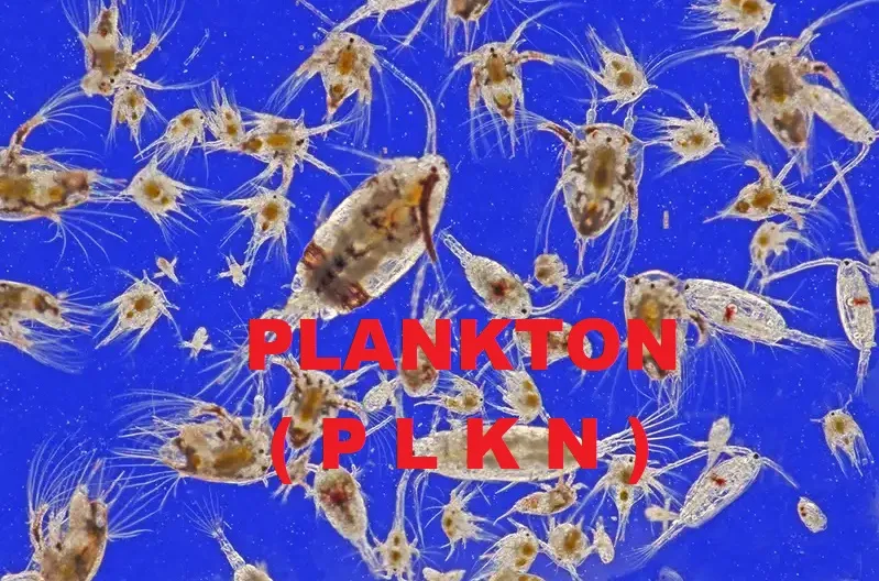 PLKN.jpg