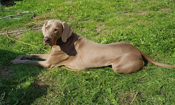 dog2.jpg