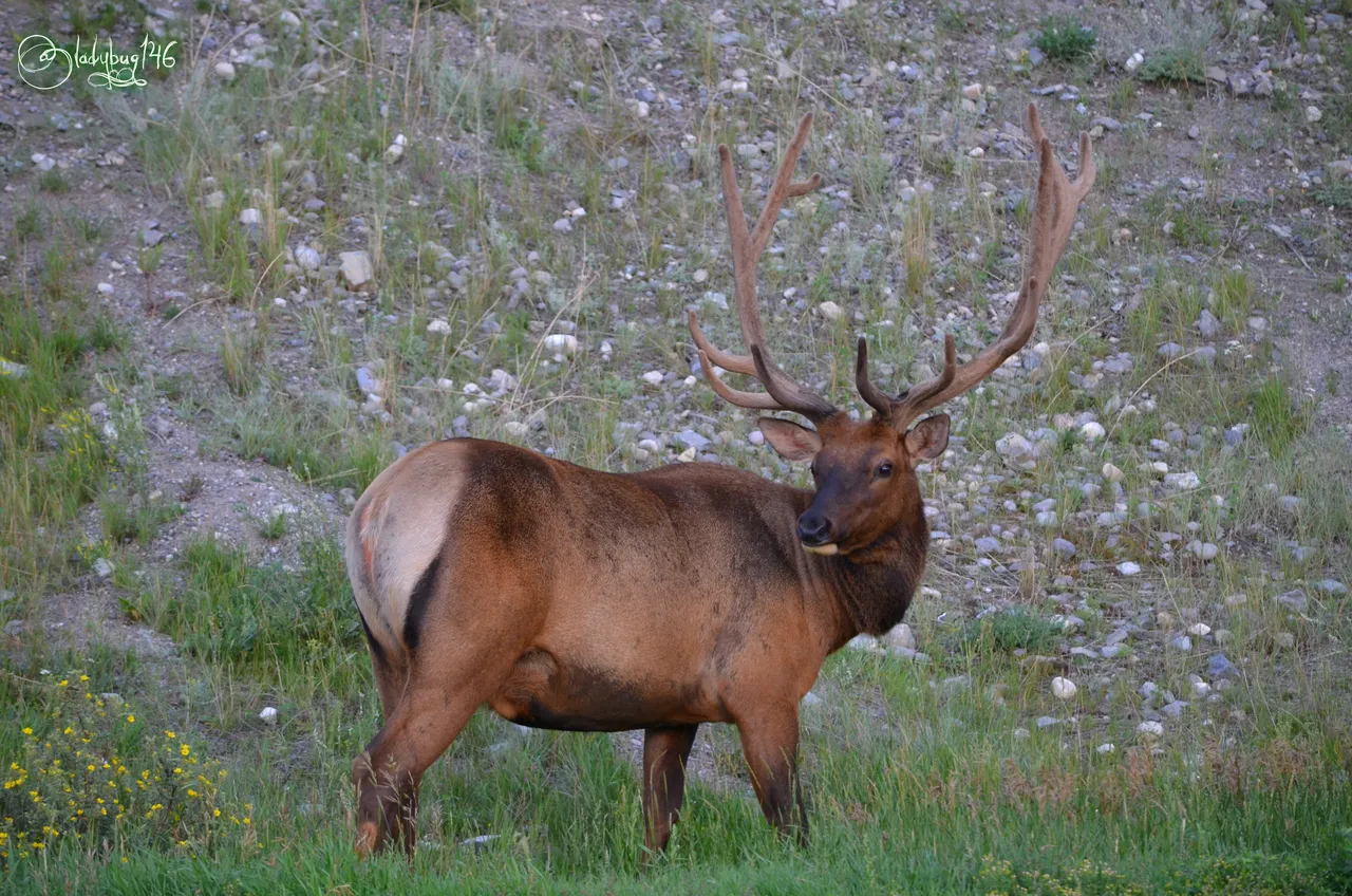 elk3.jpg