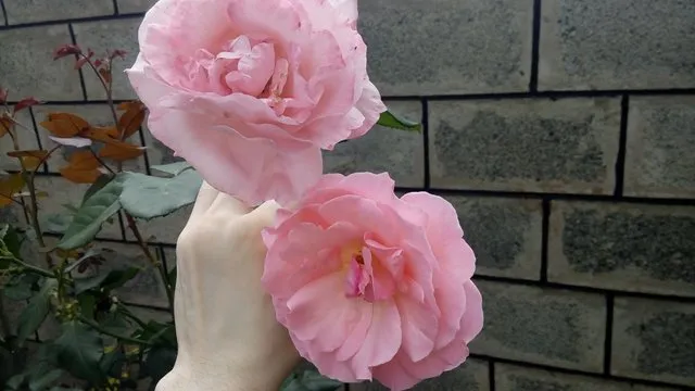 pic2.jpg