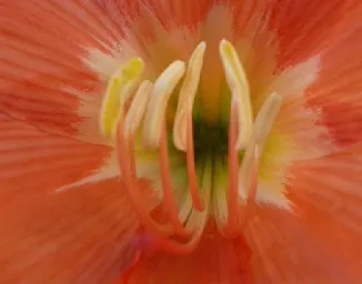 Flor.jpg