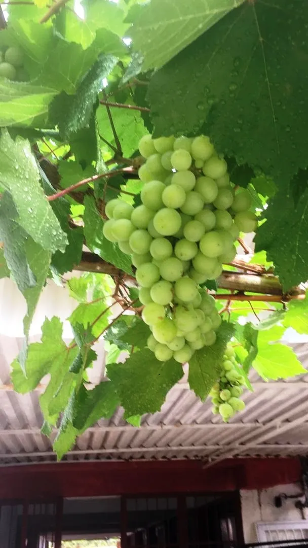 Uvas.jpg