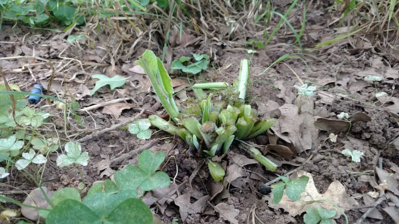 comfrey growth after harvest