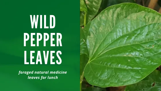 Wild pepper leaves.png