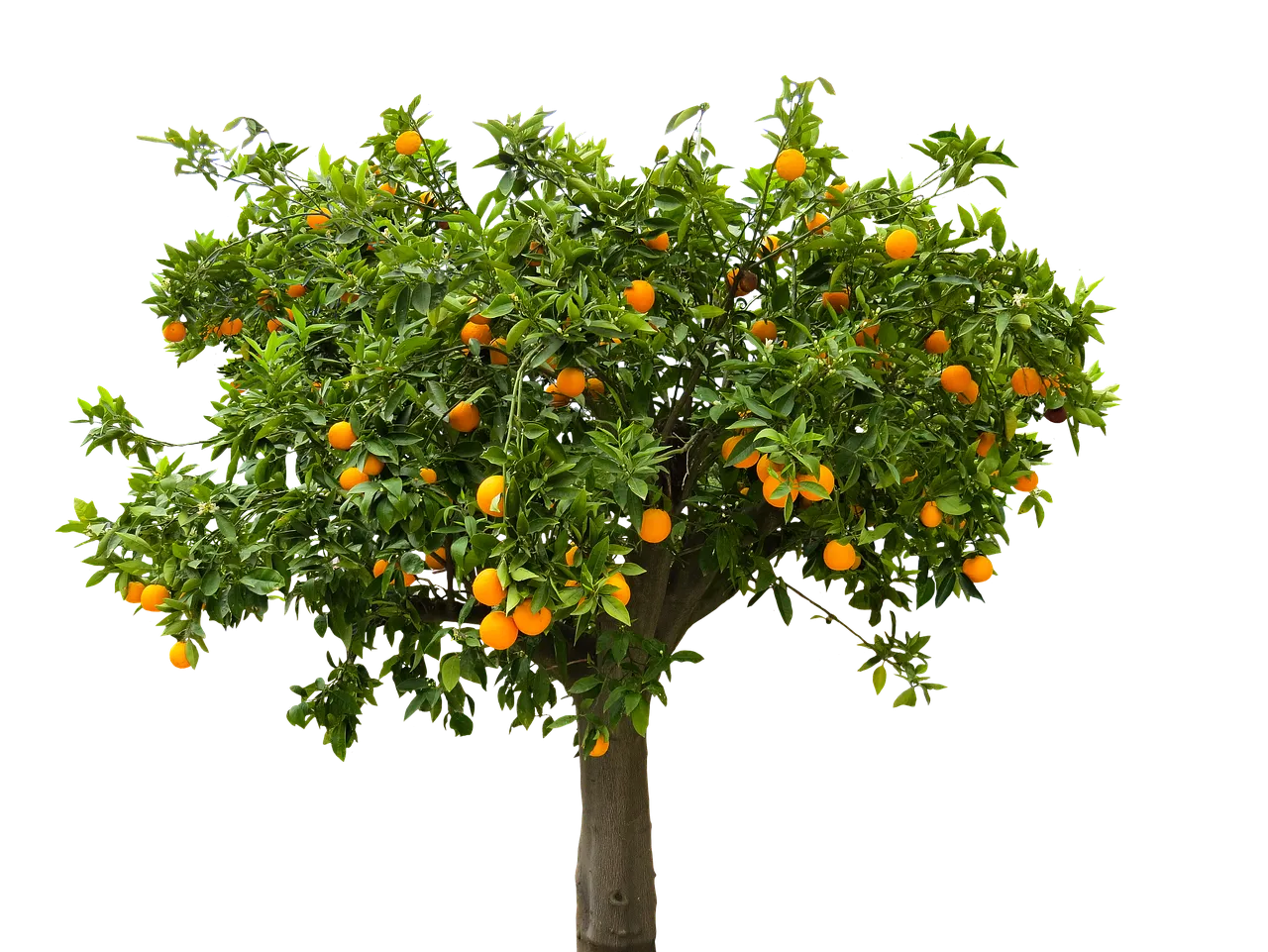 nature2444640_1280.png