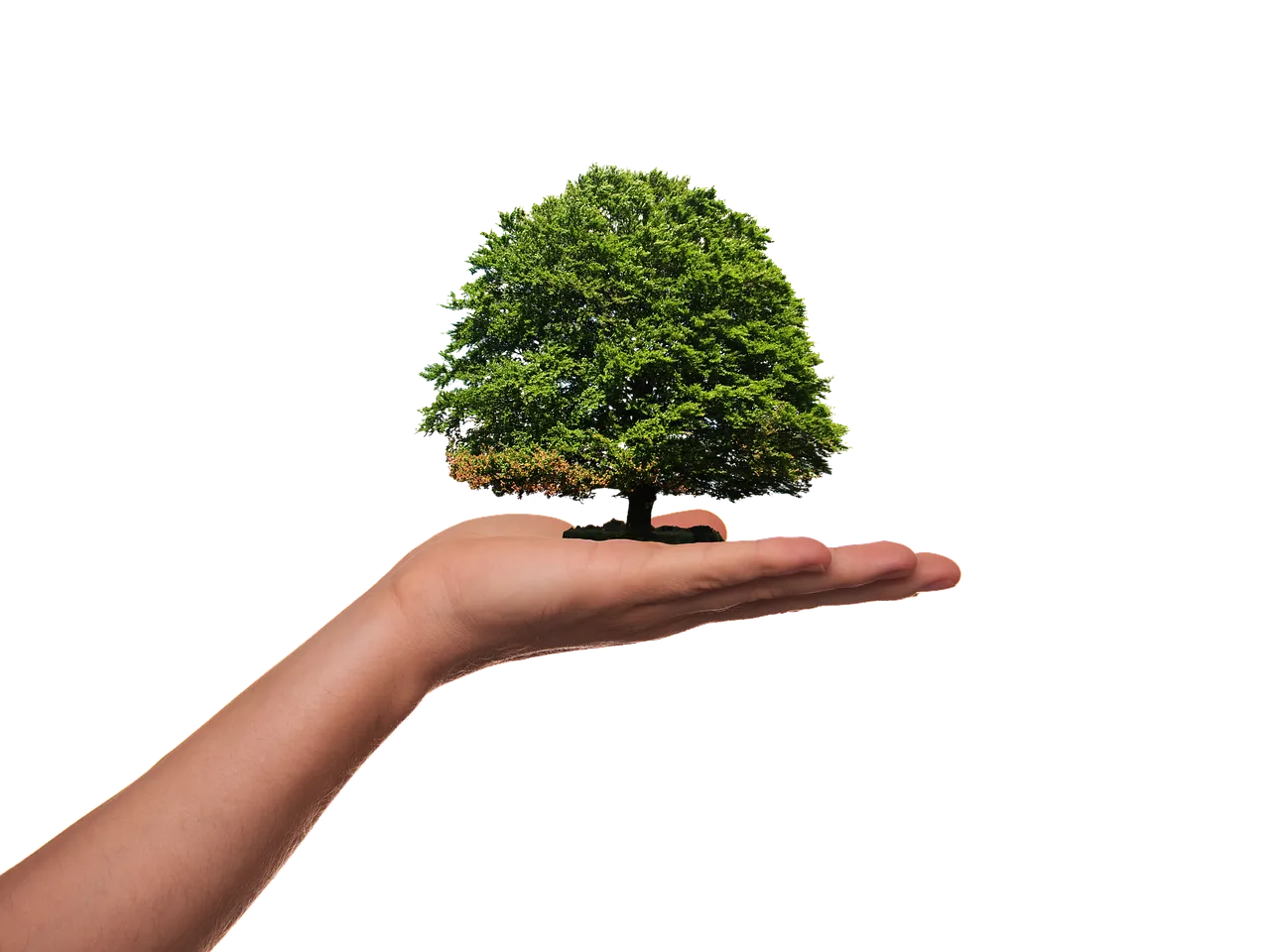 plant3751683_1280.webp