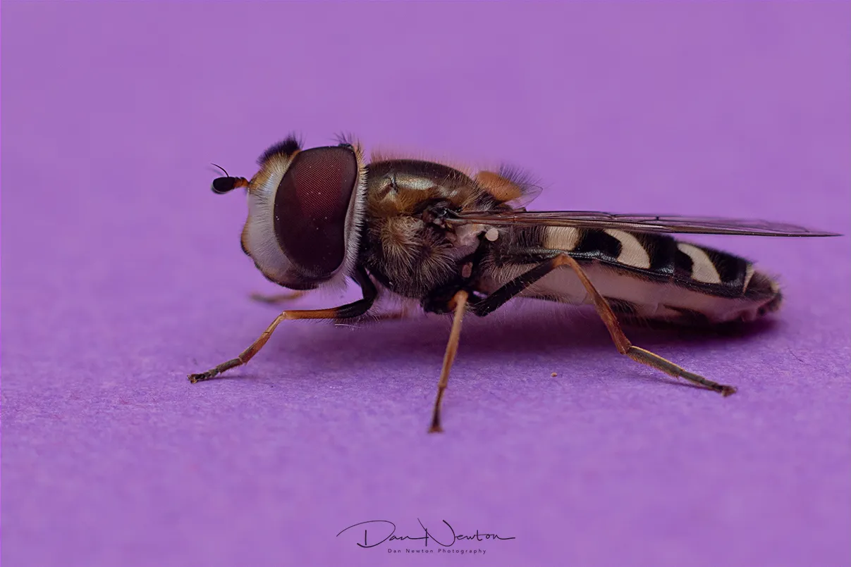 Scaeva pyrastri0018PP.jpg