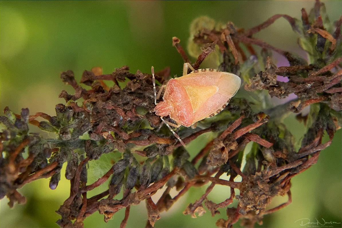 Hairy Shieldbug9550PP.jpg