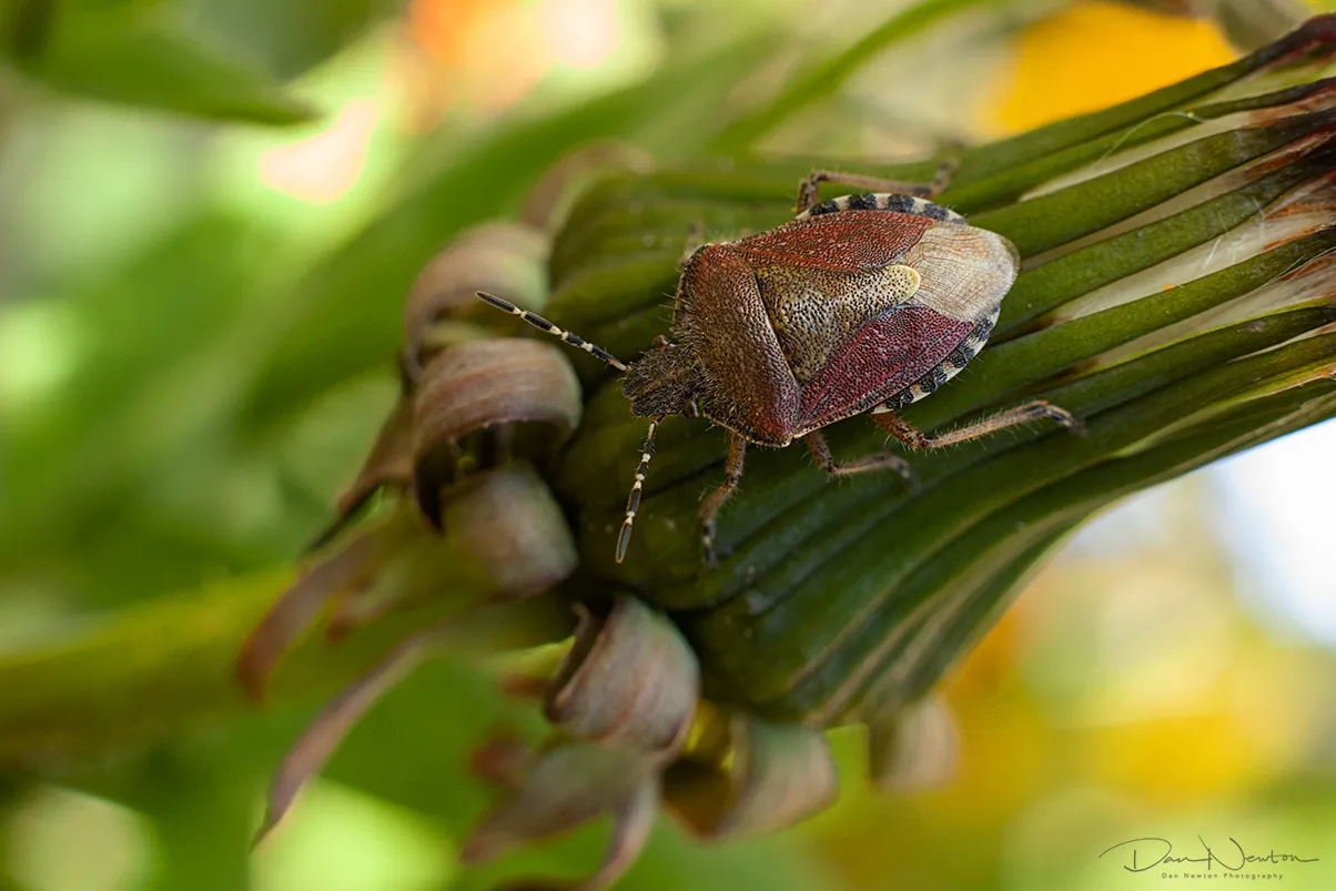 Hairy Shieldbug0701PP.jpg