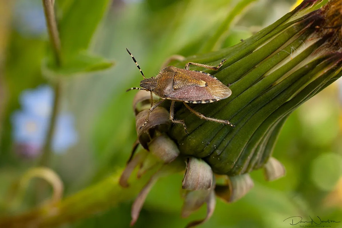 Hairy Shieldbug0636PP.jpg