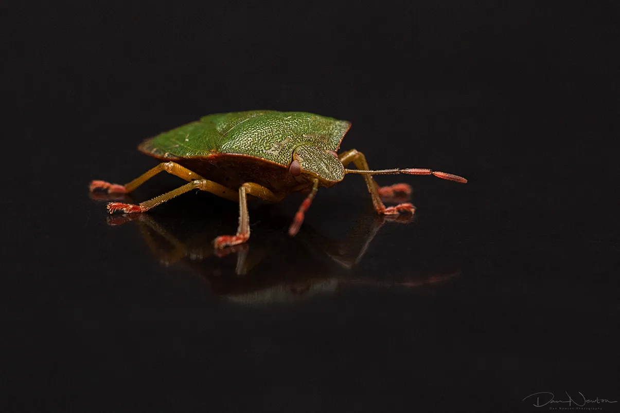 Green Shieldbug0024PP.jpg