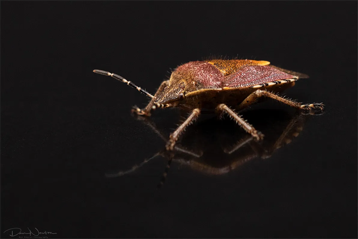 Hairy Shieldbug0029PP.jpg