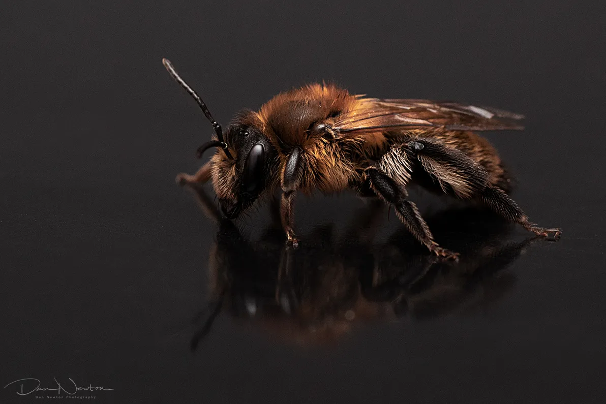 Andrena scotica0047PP.jpg