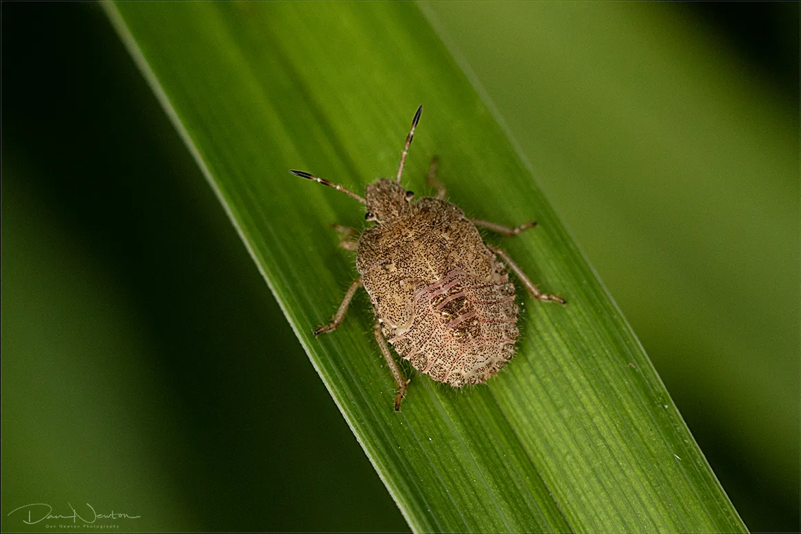 Hairy Shieldbug9194PP.jpg