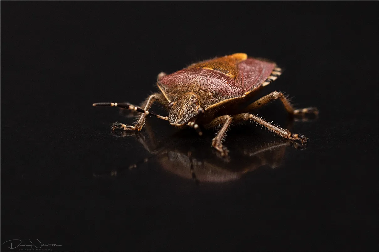 Hairy Shieldbug0031PP.jpg