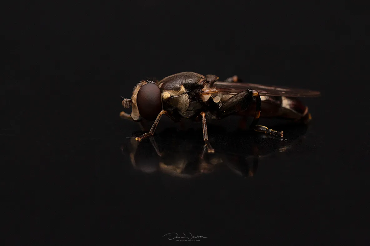 Syritta pipiens0006PP.jpg