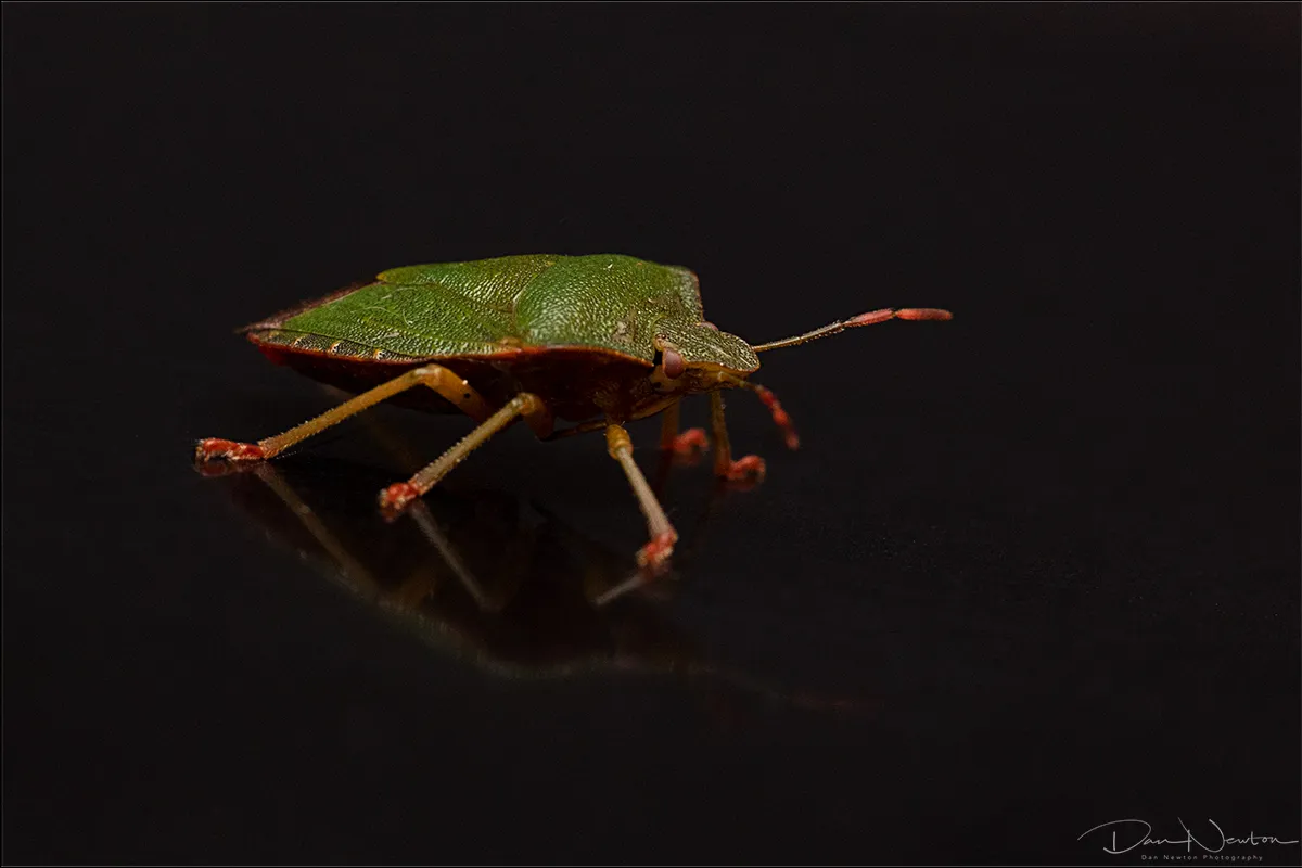 Green Shieldbug0026PP.jpg