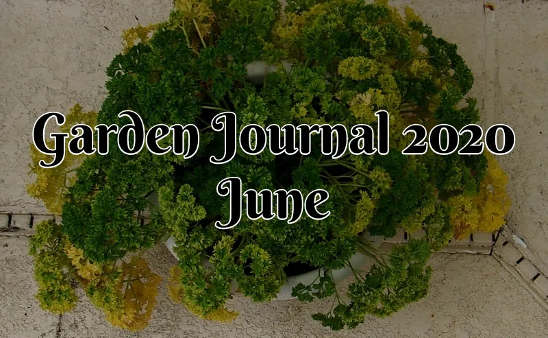 Garden Journal 2020 June.png