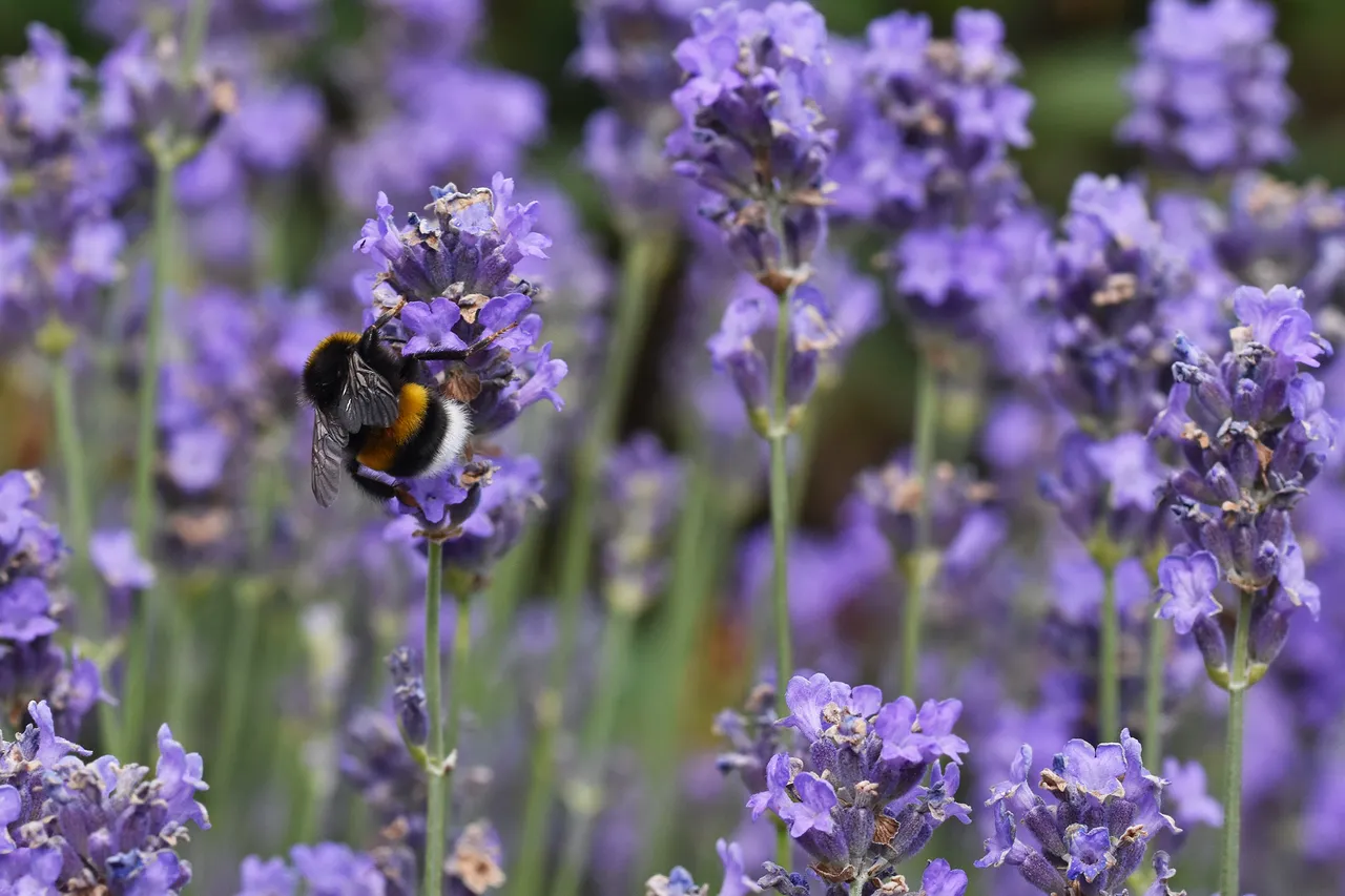 bumblebee lavender garden.jpg