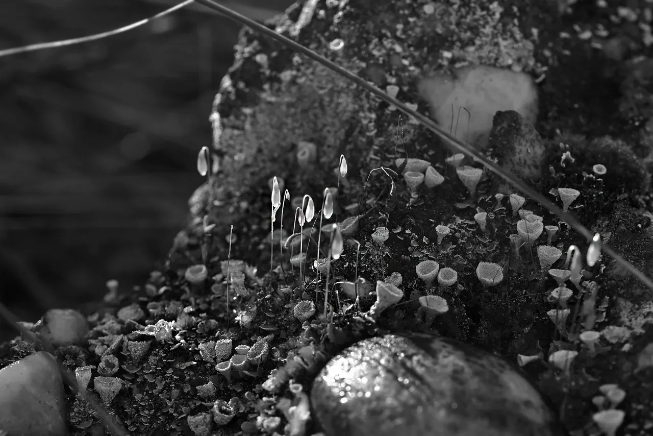 moss spores lichen bw 1.jpg