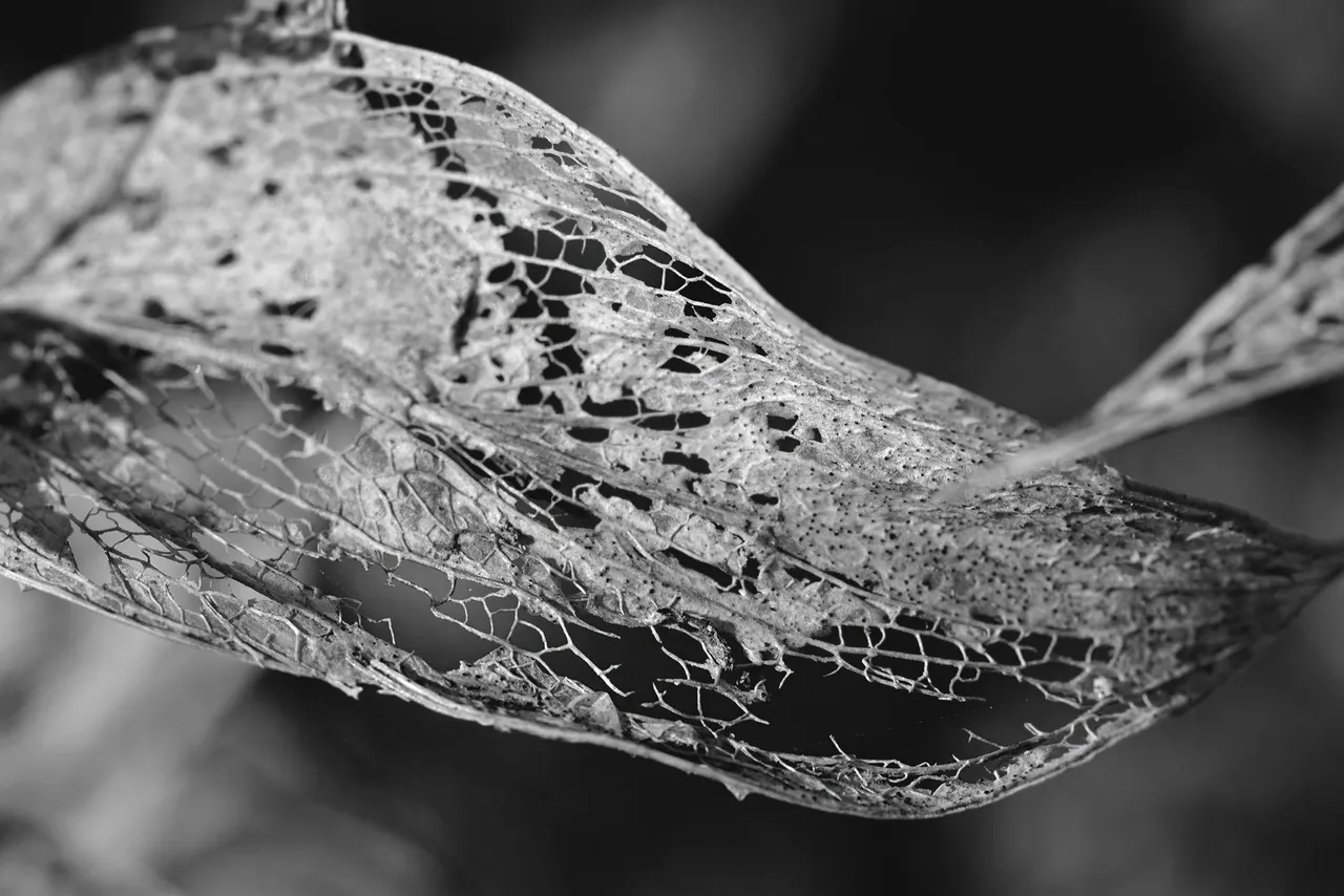 leaf lace drystuff bw 2.jpg