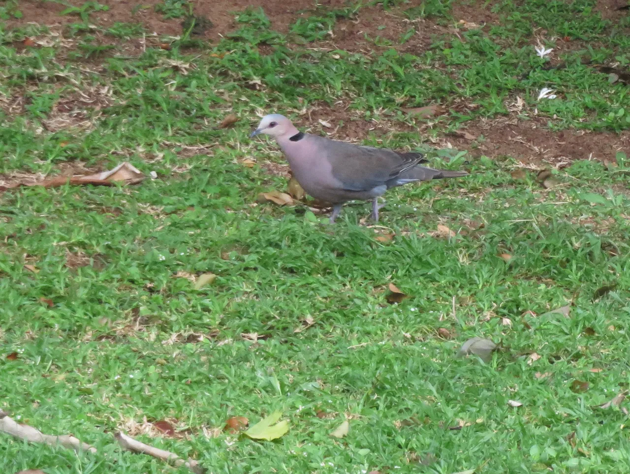 6877Ringnecked dove.JPG