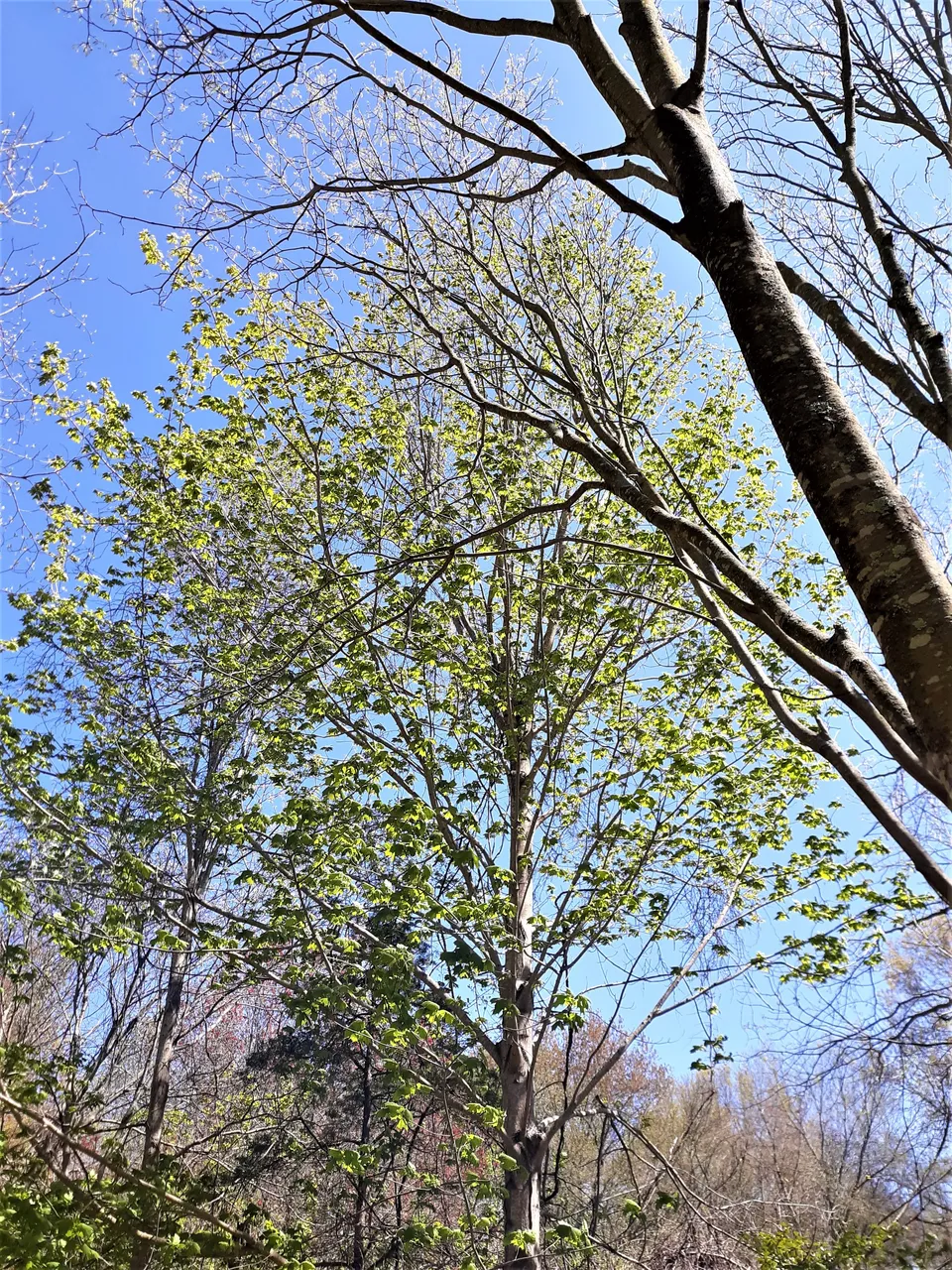 20200512_143838 2.jpg