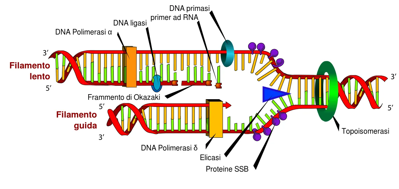 DNA_replication_it.svg 1.png